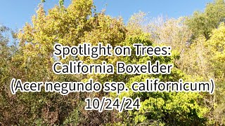 Spotlight on Trees California Boxelder Maple Acer negundo ssp californicum 102424 Santee Ca [upl. by Fernyak]