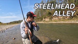 2024 Steelhead Run Fish Everywhere [upl. by Yonit390]