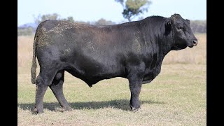 LOT 8 BOORAGUL ROCKY T154 [upl. by Nigam927]