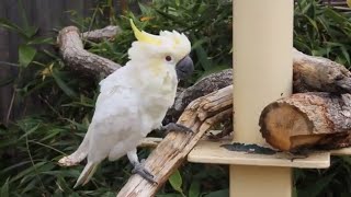 Beautiful Cockatoo Talking  Cute White Cockatoo Bird  Native Australian birds [upl. by Arlinda]