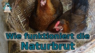 Naturbrut  wie funktioniert das Gluckende Hühner [upl. by Anitsyrc]