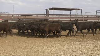 132 YAMMATREE ANGUS WEANER HEIFERS HGP FREE  AV 2201KG CURFEWED [upl. by Nnaegroeg]