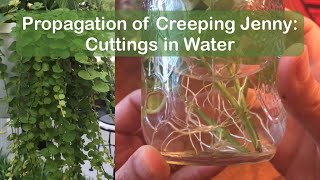 How to propagate creeping jenny moneywort  cuttings in water method 1 [upl. by Ramsa]