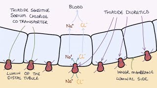 How do Thiazide Diuretics Work Understanding Bendroflumethiazide and Indapamide [upl. by Hebel539]