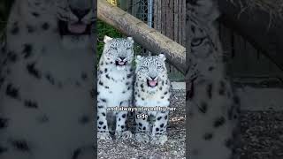 Snow leopard can’t sleep when she’s pregnanther husband’s behavior warms the heart animals love [upl. by Enyahs]