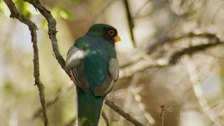 Elegant Trogon [upl. by Thor]