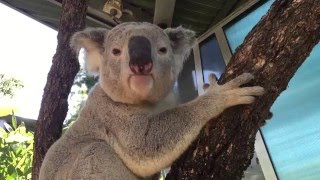 Koala mating call at Taronga [upl. by Nasas]