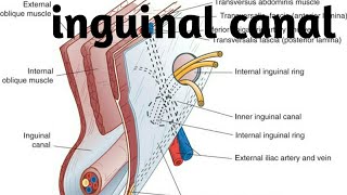 anatomy of inguinal canal in detail [upl. by Cleodel]