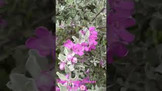 TEXAS SAGE FLOWER PLANT 🌸 [upl. by Trudi]