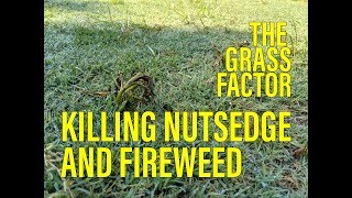 KILLING NUTSEDGE AND FIREWEED 2019 SIMPLE MIX  Glyphosate Damage [upl. by Otes983]