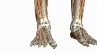 Muscles of the Foot Part 1  3D Anatomy Tutorial [upl. by Tilden]