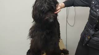 18months old first groom Briard gets a fresh start [upl. by Nner]