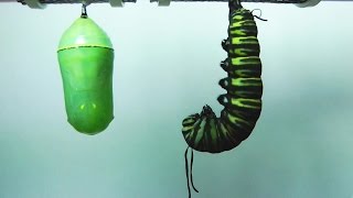 Monarch Butterfly Metamorphosis timelapse FYV [upl. by Donahoe]