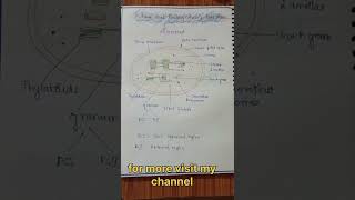 Photosynthesis in plants l easy handwrittenotes biologynotes neet ytshortsviral [upl. by Levison]