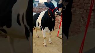 cow milkpower highmilkcow cattle dairy a2milkcow farming dairycows bull hfcowsforsel cow [upl. by Zima]