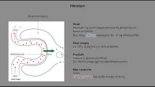 Nyrer og urinveje Nefronet  filtration [upl. by Lydia]