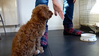 Cockapoo puppy training  3  wait for food [upl. by Mezoff122]