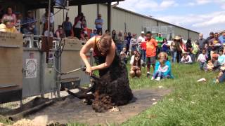 Shearing Demo at 2014 Maryland Sheep amp Wool Festival [upl. by Barna]