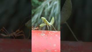 Mantis vs Leafhopper Assassin Bug wait for it  Insect fight caught on camera  BUG FIGHTS [upl. by Moser]