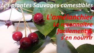 Les Plantes Sauvages Comestibles  Reconnaître facilement LAmélanchier [upl. by Gowon286]