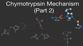 Biochemistry Chymotrypsin Mechanism Part 2 Oxyanion Hole Water Molecule [upl. by Sheridan]