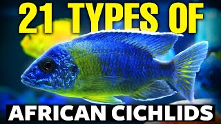 21 BEST Types Of African Cichlids 🐟 [upl. by Tenej]