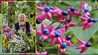 CLÉRODENDRON  ARBUSTE À FLEURS PARFUMÉES ET AUX FRUITS SPECTACULAIRES… Le Quotidien du Jardin N°289 [upl. by Wenger]