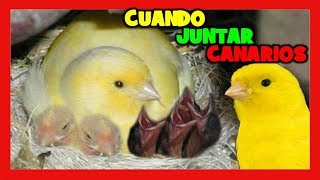 CUANDO JUNTAR A LOS CANARIOS PARA CRIAR 🐣 COMO CRIAR CANARIOS PASO A PASO  CRIA DE CANARIOS [upl. by Ahserkal]