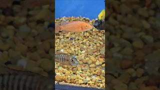 Assorted African Cichlids 🐟 Shorts Cichlids Fish AquariumLiveStream4U [upl. by Yerocaj]