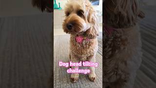 DOG SOUND CHALLENGE Part 1  Head tilt mode activated 🐶 [upl. by Emee]