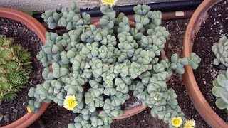 5 Things you didnt know about Succulents Delosperma Lehmannii [upl. by Anaicul605]