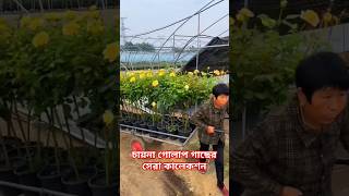 চায়না গোলাপ গাছের সেরা কালেকশন facts rosegarden rose gardening shorts [upl. by Eivla337]