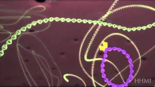 HIV life cycle How HIV infects a cell and replicates itself using reverse transcriptase [upl. by Acir121]