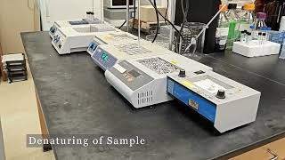 Glycan Analysis Procedure Demo [upl. by Gnagflow235]