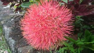 bunga desember blood lily botanical bungadesemberbunga [upl. by Lennej]