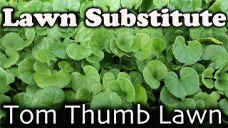 Beautiful Lawn Alternative  Gardeners Delight Tom Thumb Lawn known as Dichondra Repens [upl. by Chemush]