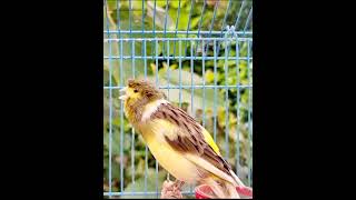 Canary Singing Training For First Time Young Canary  Best Canary Singing For Training canarybirds [upl. by Briscoe726]