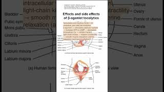 Effects and side effects of βagonist tocolytics [upl. by Eirlav]