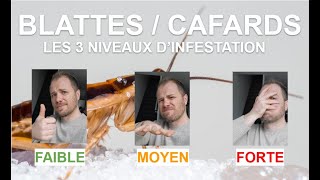 Comment savoir si on a beaucoup de cafards  Les 3 niveaux dinfestations [upl. by Asiram426]