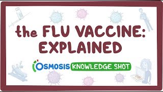 The flu vaccine explained [upl. by Yarased]