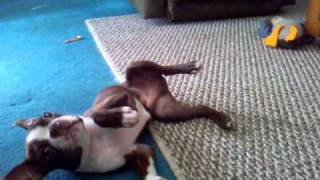 My 3 month old boston terrier Bruno doing his tricks Hes so smart [upl. by Foushee977]