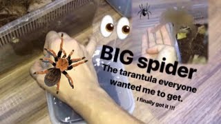 That TARANTULA everyone wanted me to get  I FINALLY GOT IT [upl. by Ilana]