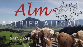 Viehscheid Almabtrieb Gunzesried 2023 im Allgäu 19 Alpen 14 Herden 15000 Zuschauer [upl. by Eahsan505]