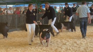 Placer County Fair celebrates 85 years [upl. by Kaylee811]