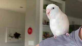 Little Parrotlet Wiggles For Treats While Sitting On Owners Shoulder [upl. by Aztirak]