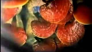 Ganoderma Lucidum En Espanol [upl. by Ibbor]