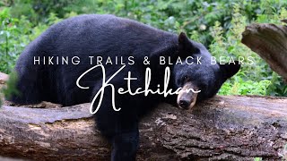 🐻 Spotting Wild Black Bears in Ketchikan Alaska on Top Hikes  Best Nature Spots to Visit 🥾 [upl. by Aihsiyt]