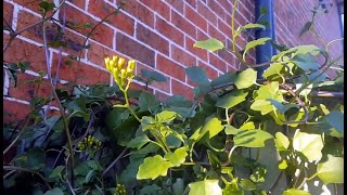 Senecio angulatus Jordanian Senecio care  Succulent vine [upl. by Lindholm]