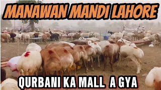 MANAWAN MANDI LAHORE 2024 UPDATE MANAWAN MANDI 2024 DUMBA DESI BAKRE QURBANI 2024 LAHORE MANDI [upl. by Croft]