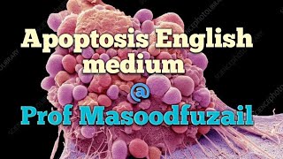 Apoptosis English medium profmasoodfuzail apoptosis blebs celldeath apoptoticbodies [upl. by Howlend808]